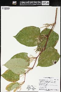 Reynoutria japonica image