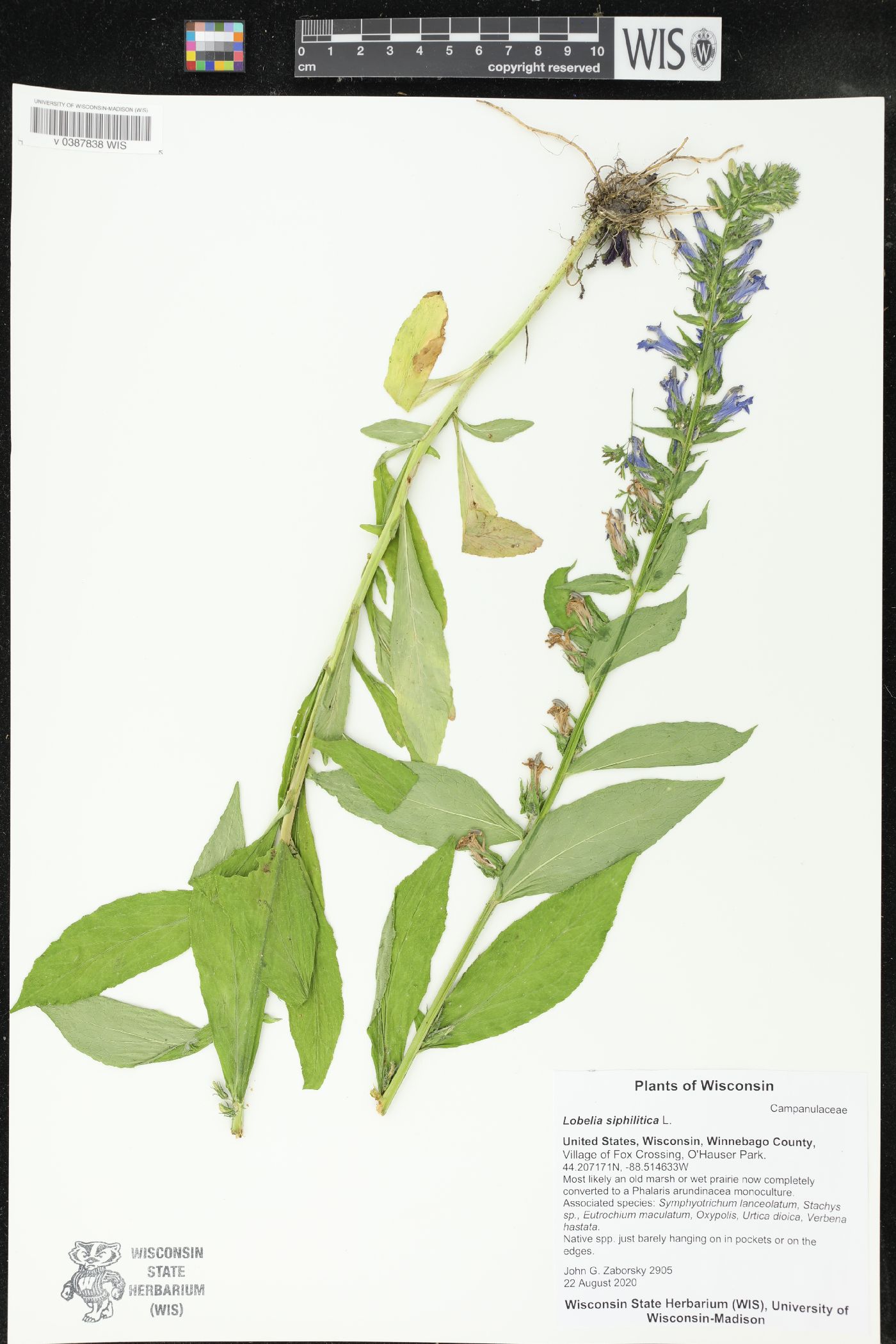 Lobelia siphilitica image