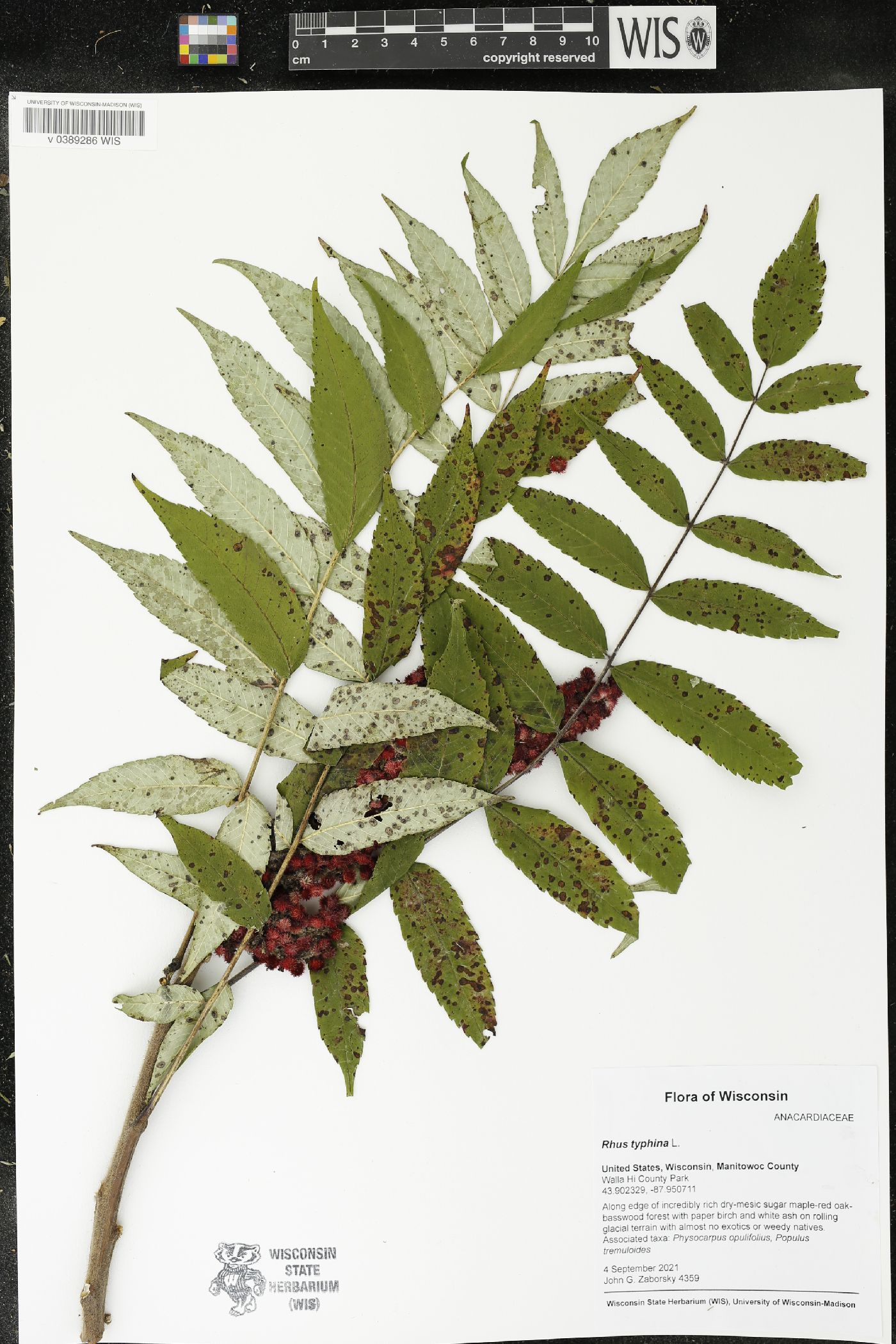 Rhus typhina image