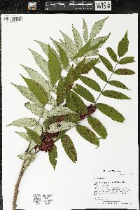 Rhus typhina image