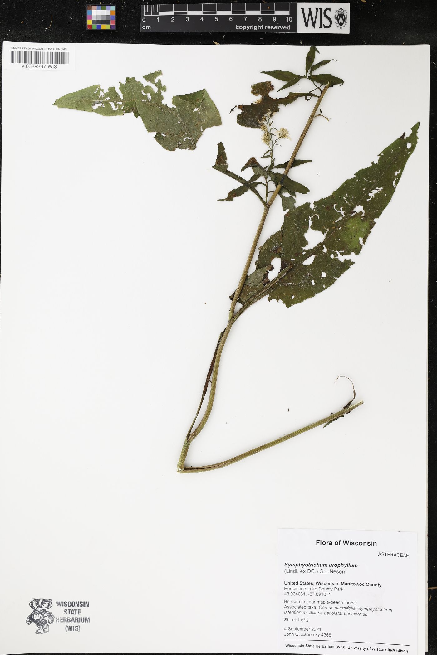 Symphyotrichum urophyllum image