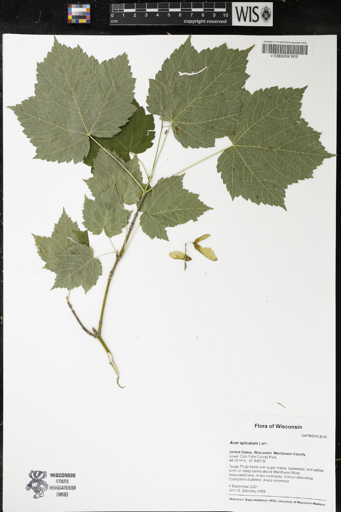 Acer spicatum image