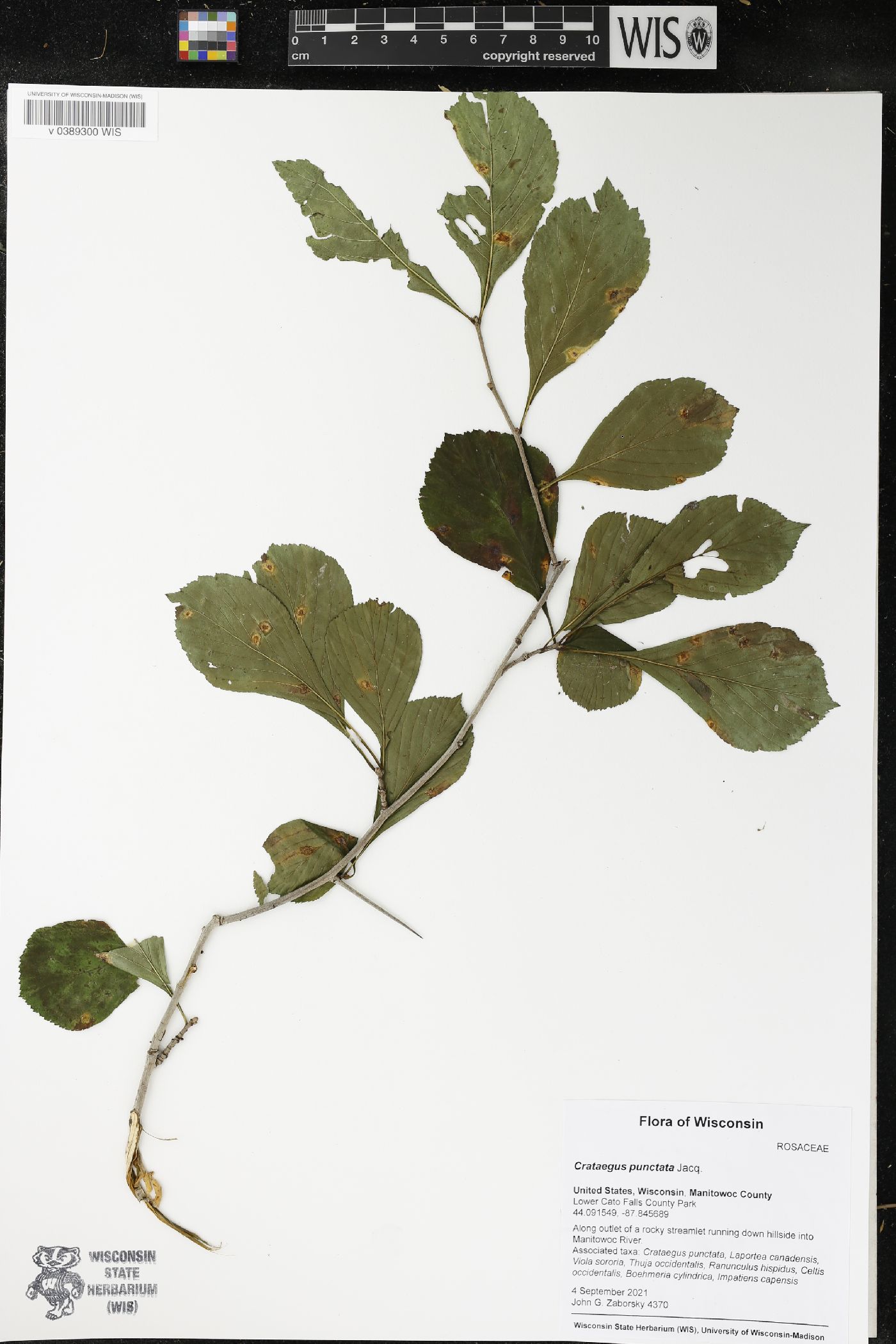 Crataegus punctata image