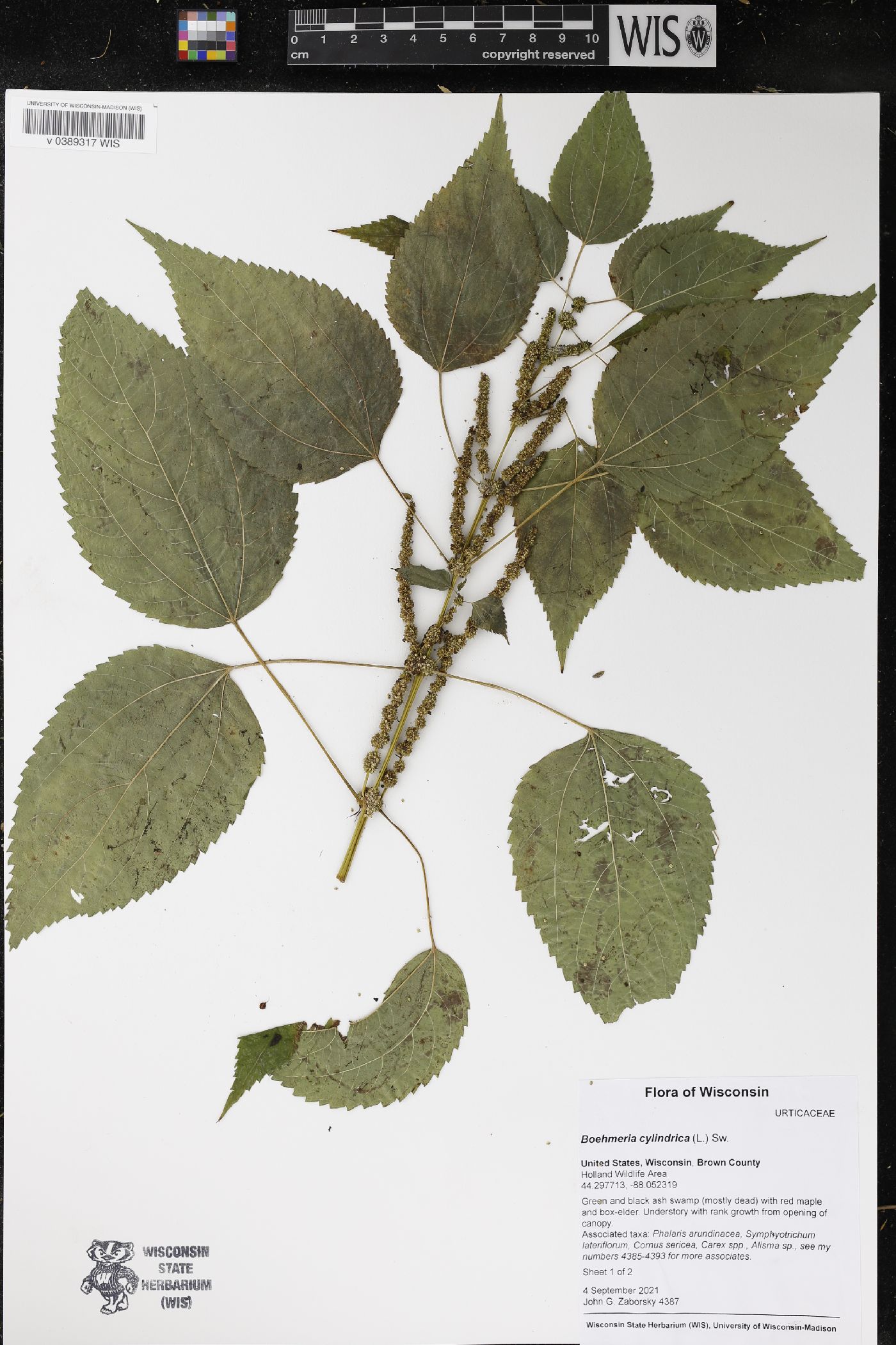 Boehmeria cylindrica image