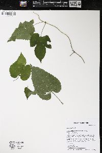 Humulus lupulus image