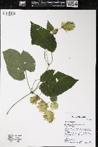 Humulus lupulus image