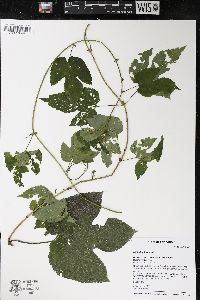 Humulus lupulus image