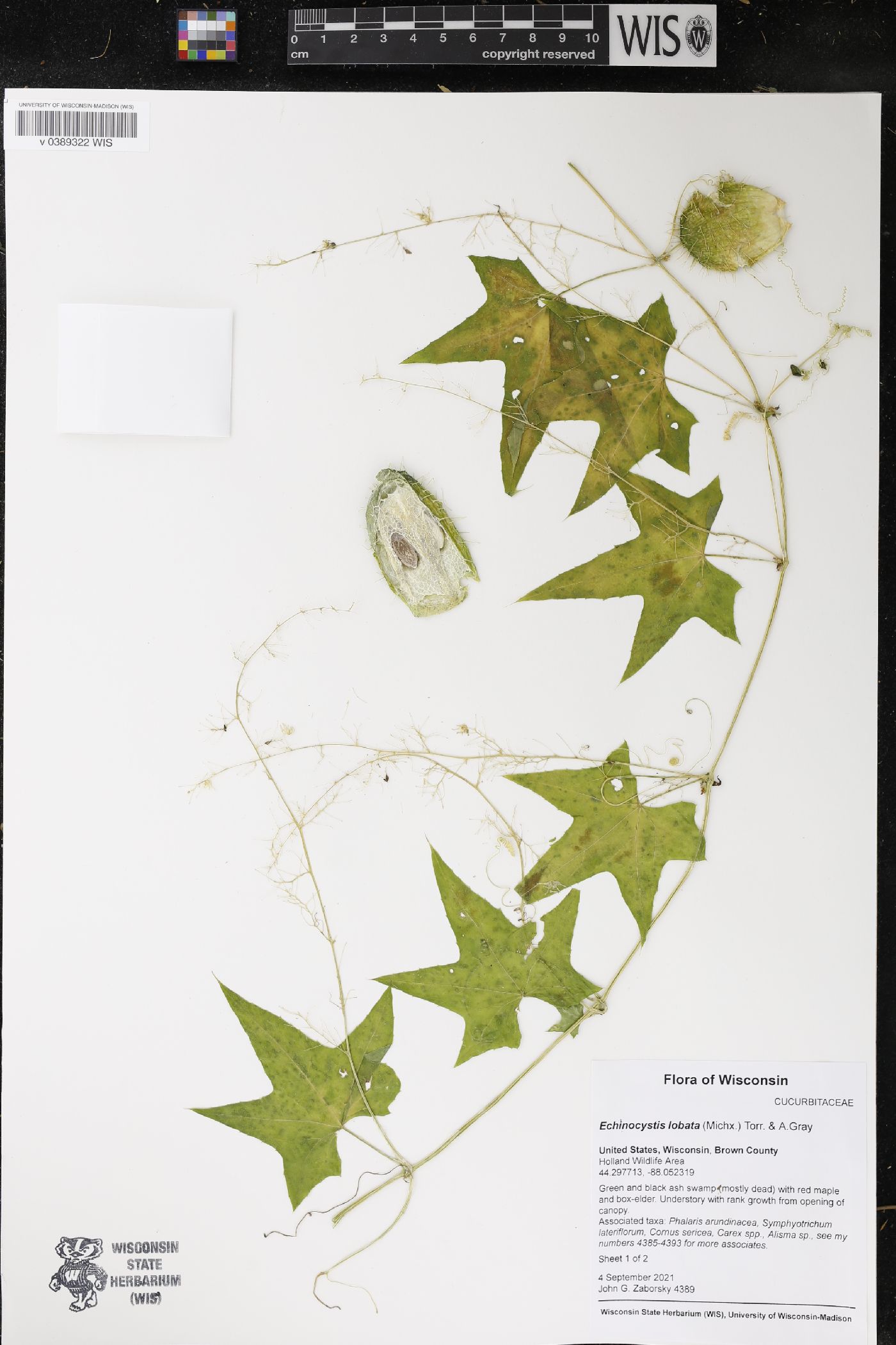Echinocystis lobata image