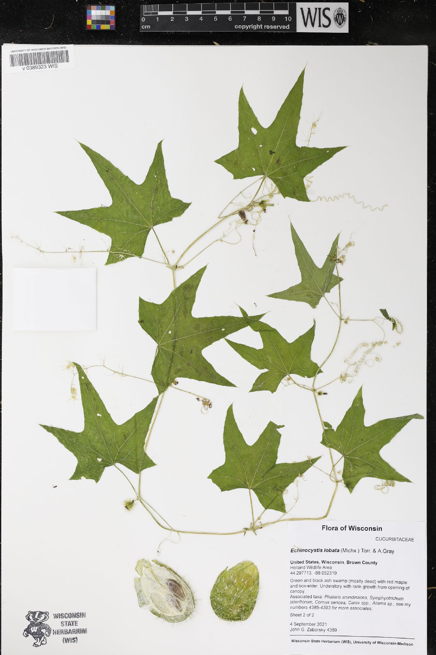 Echinocystis lobata image