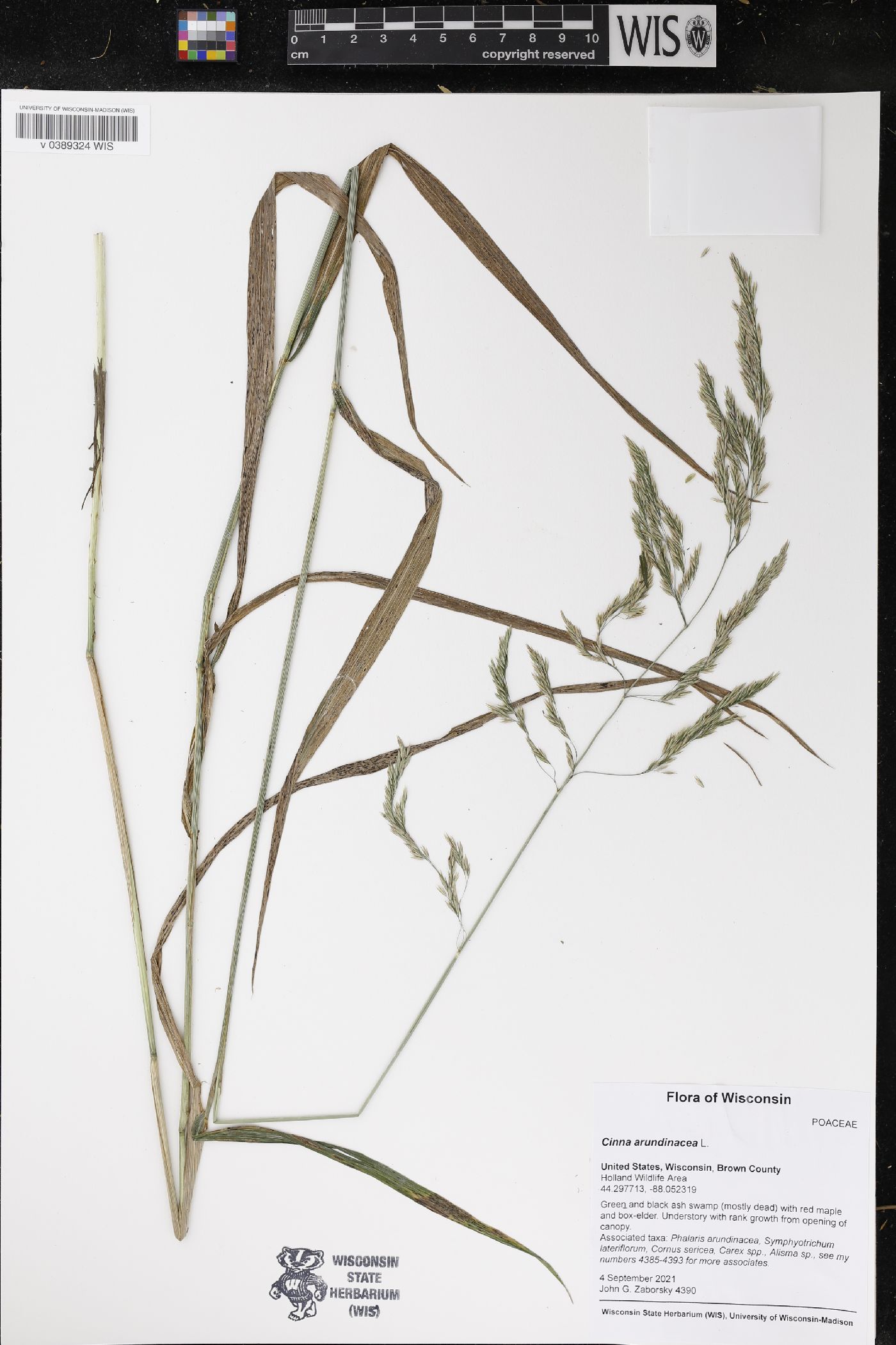 Cinna arundinacea image