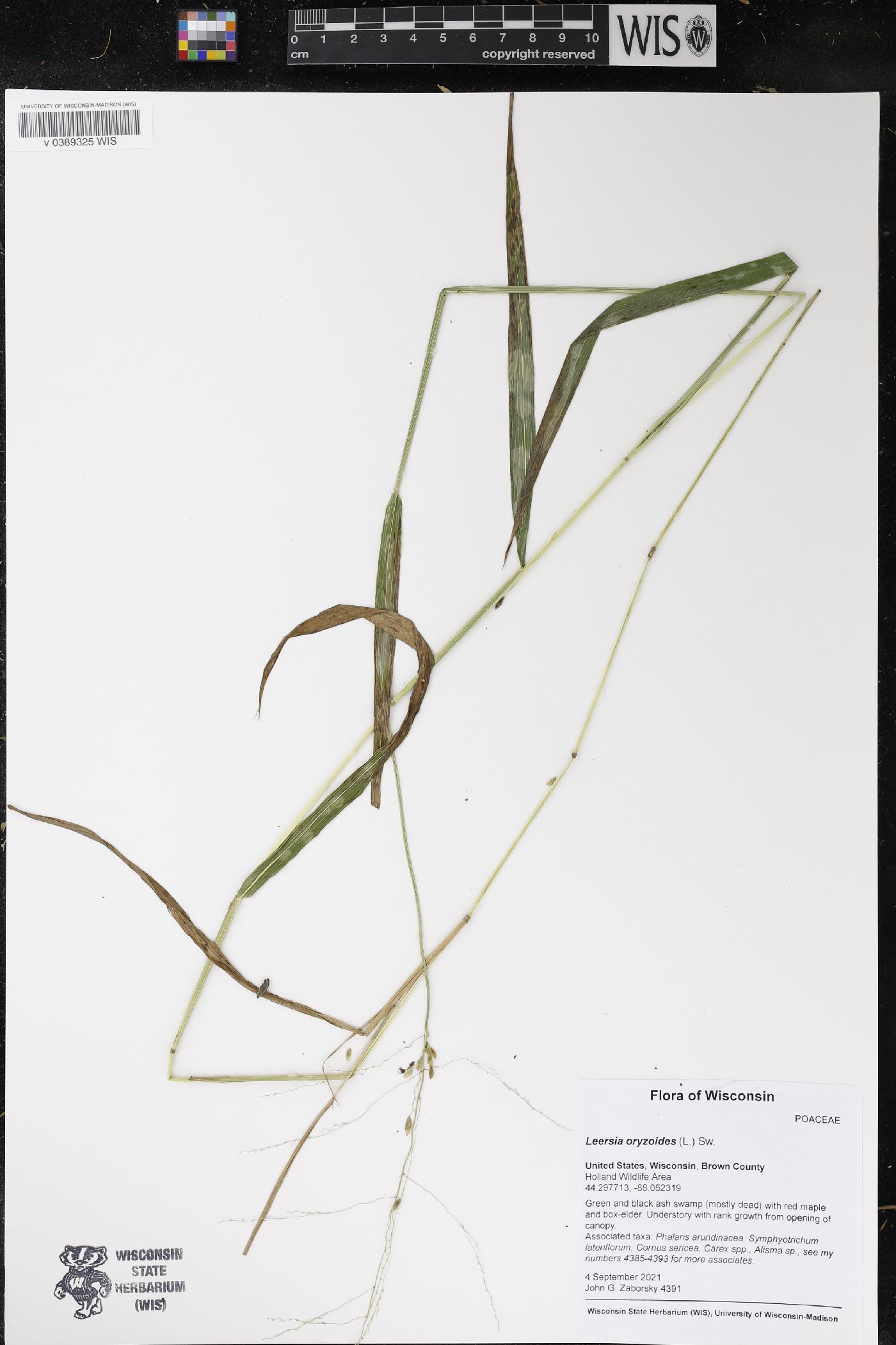 Leersia oryzoides image