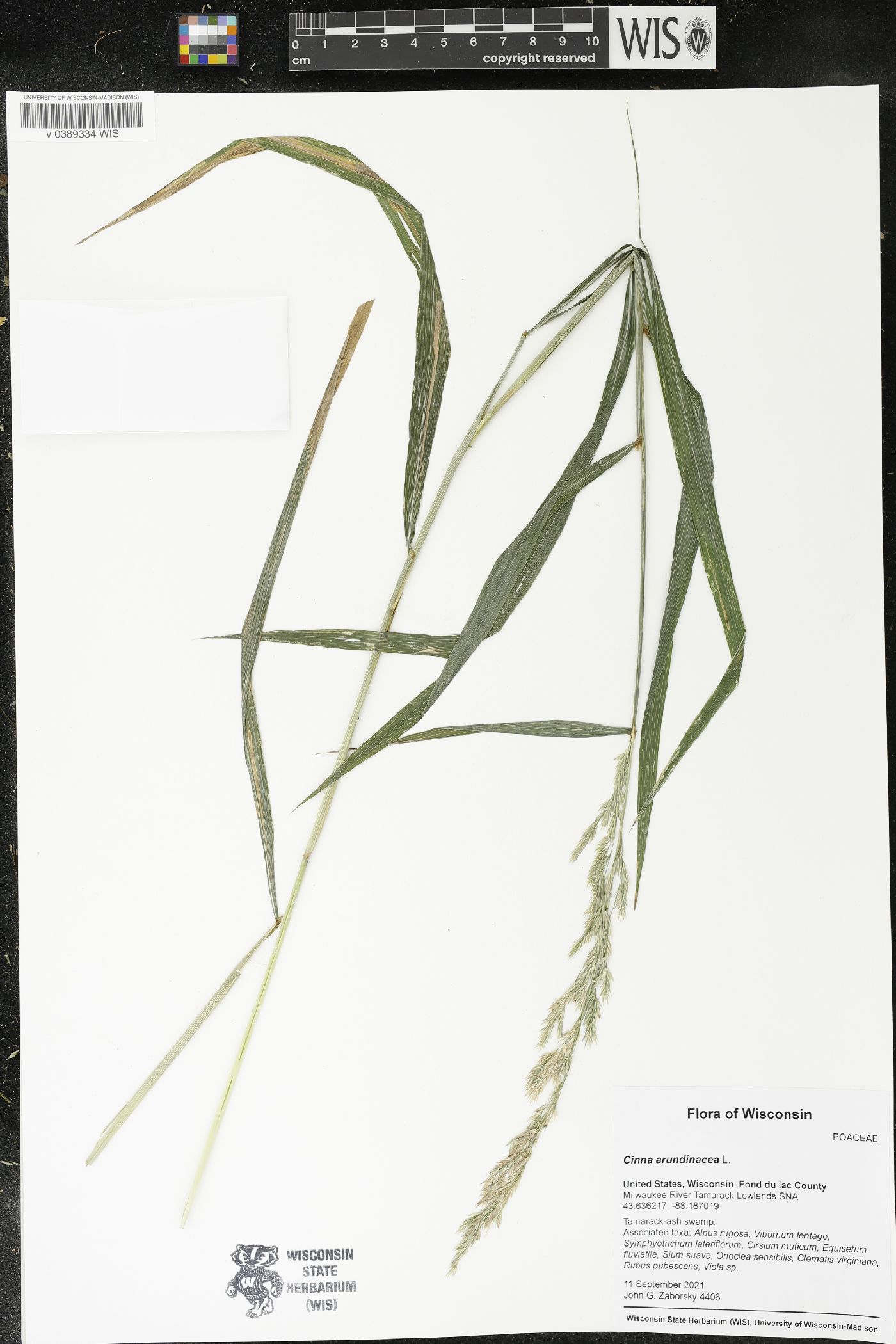 Cinna arundinacea image