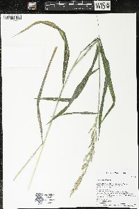Cinna arundinacea image