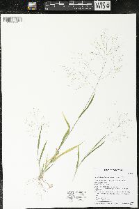 Panicum philadelphicum image
