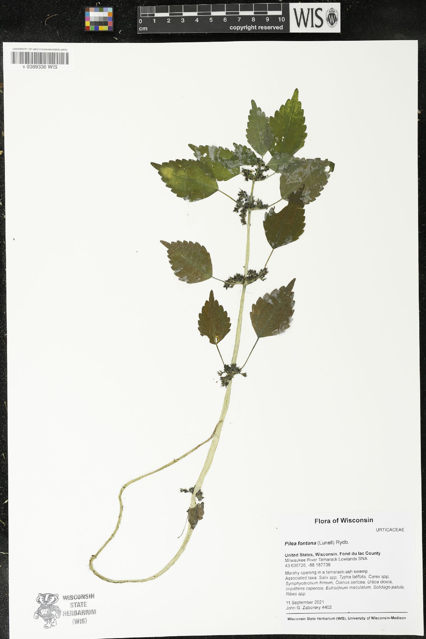 Pilea fontana image
