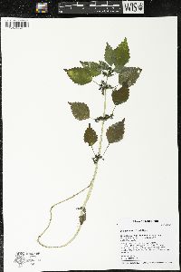 Pilea fontana image