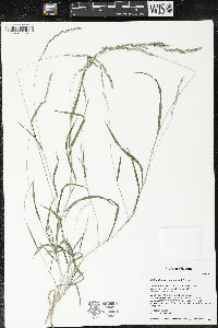 Muhlenbergia mexicana image