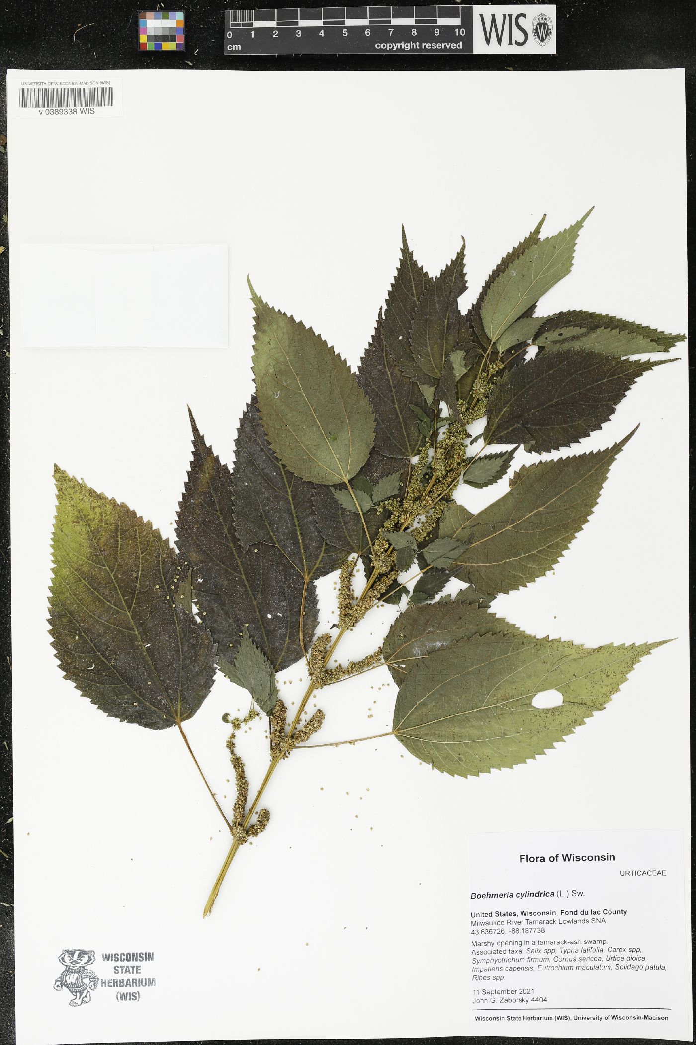 Boehmeria cylindrica image