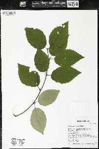 Betula alleghaniensis image