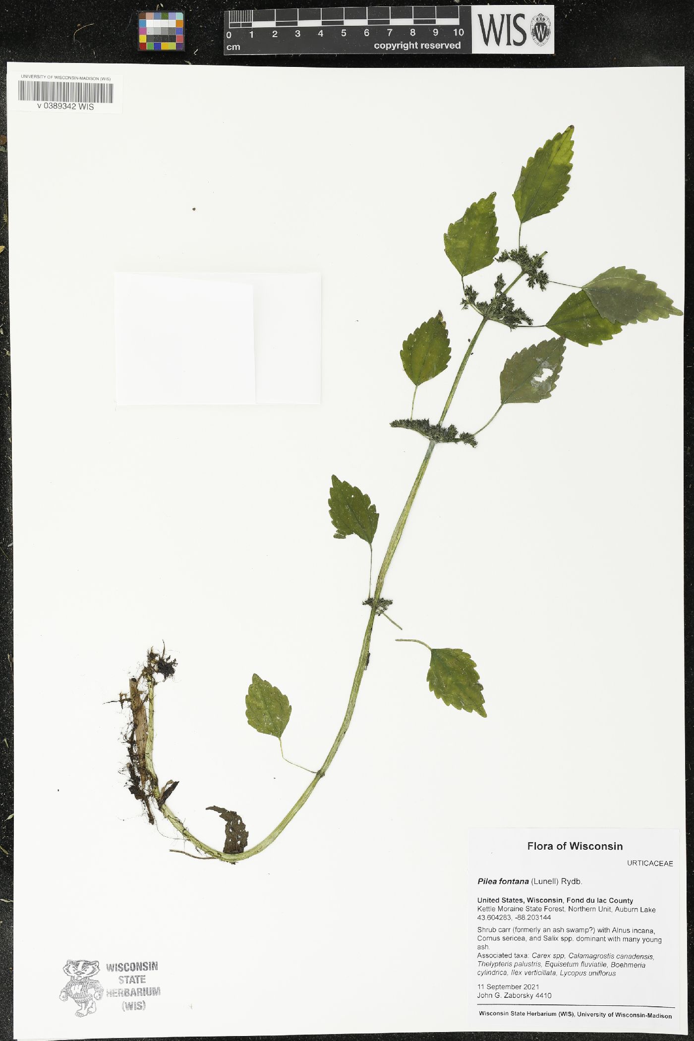 Pilea fontana image