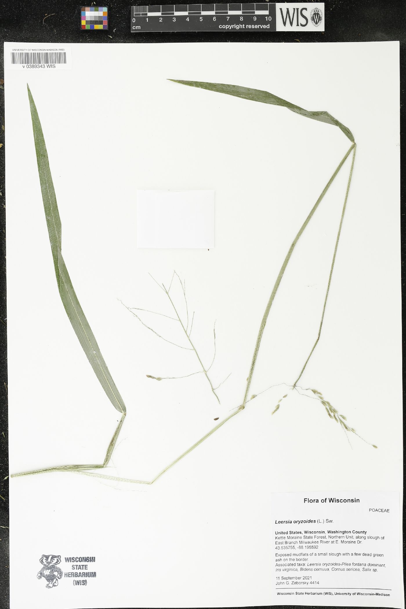 Leersia oryzoides image