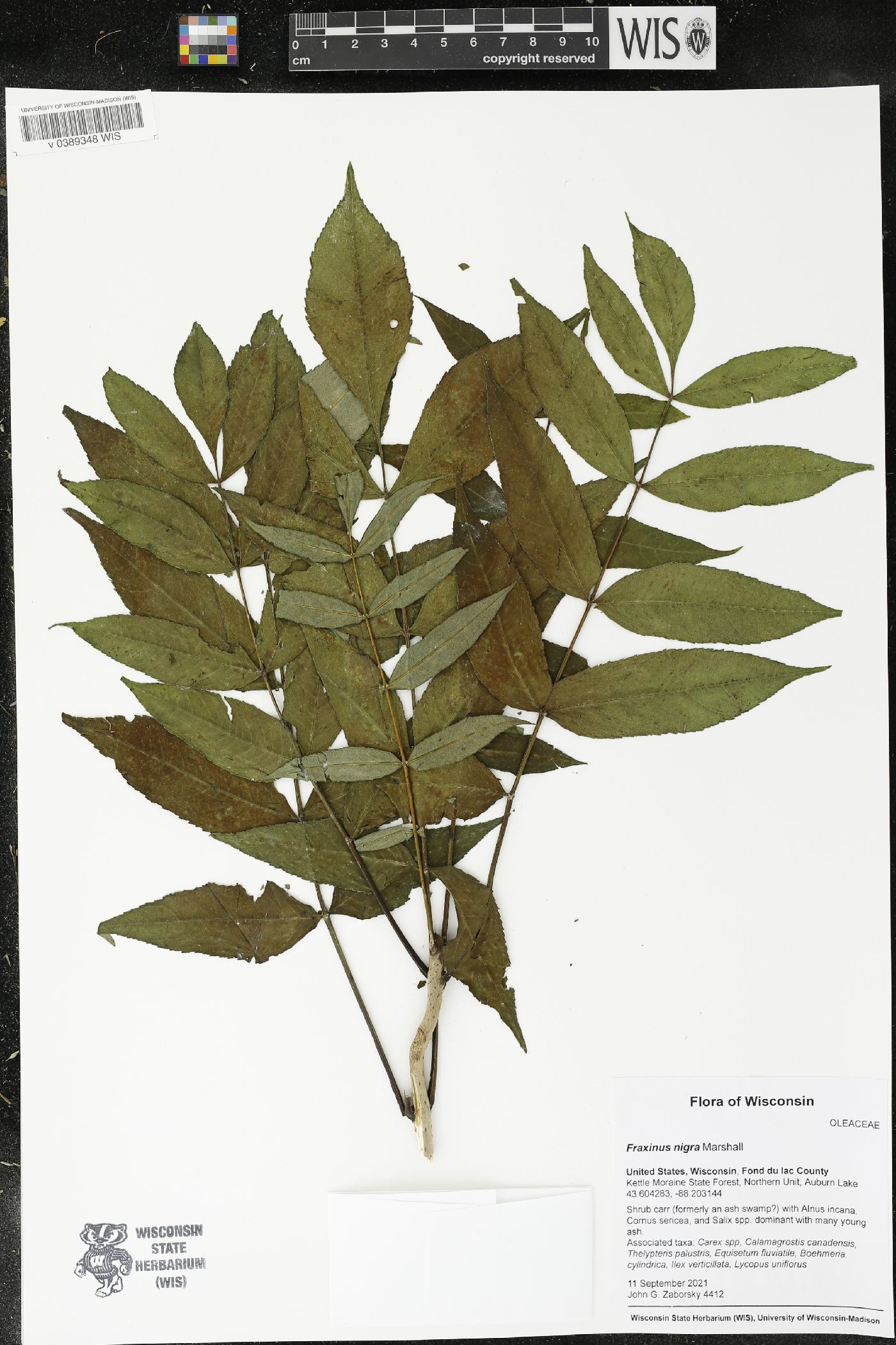 Fraxinus nigra image