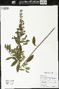 Spiraea alba image