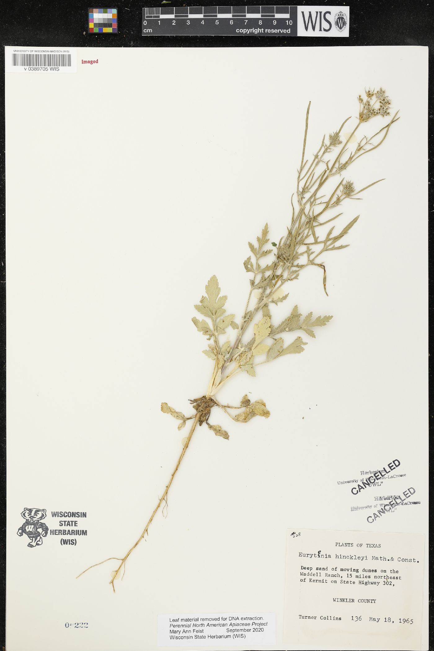 Eurytaenia hinckleyi image
