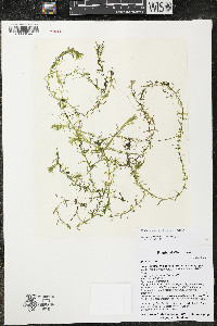 Elodea nuttallii image