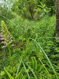 Platanthera psycodes image