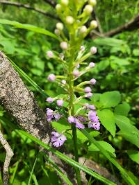 Platanthera psycodes image