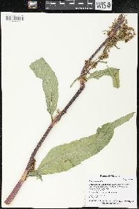 Rumex patientia image