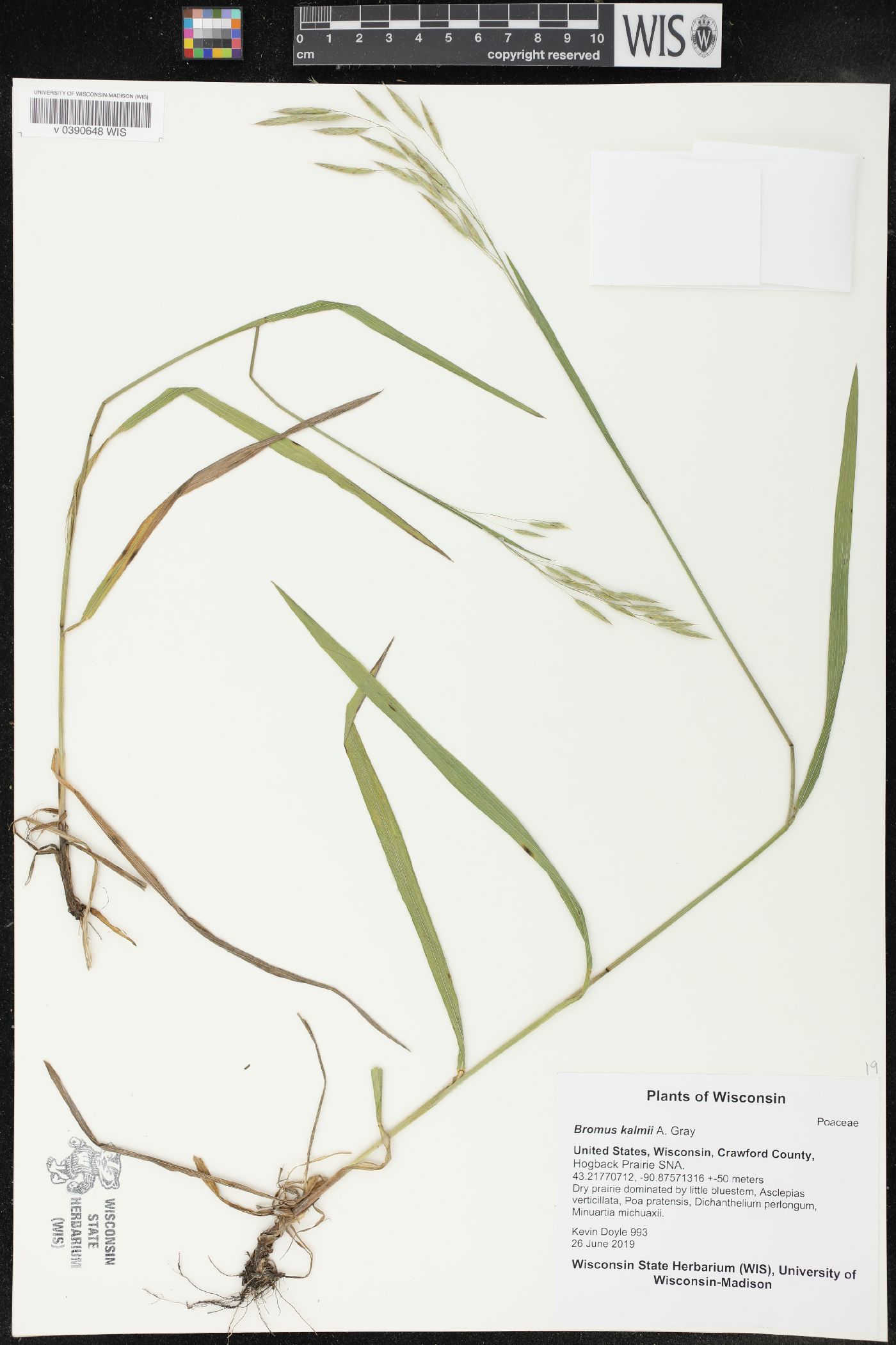 Bromus kalmii image