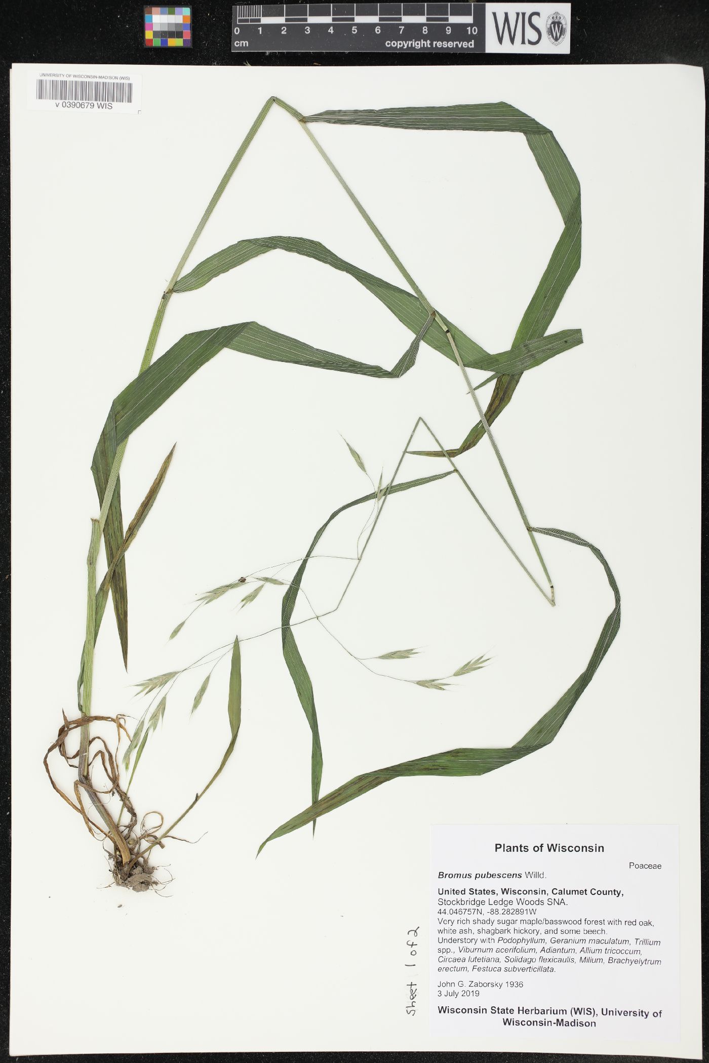 Bromus pubescens image