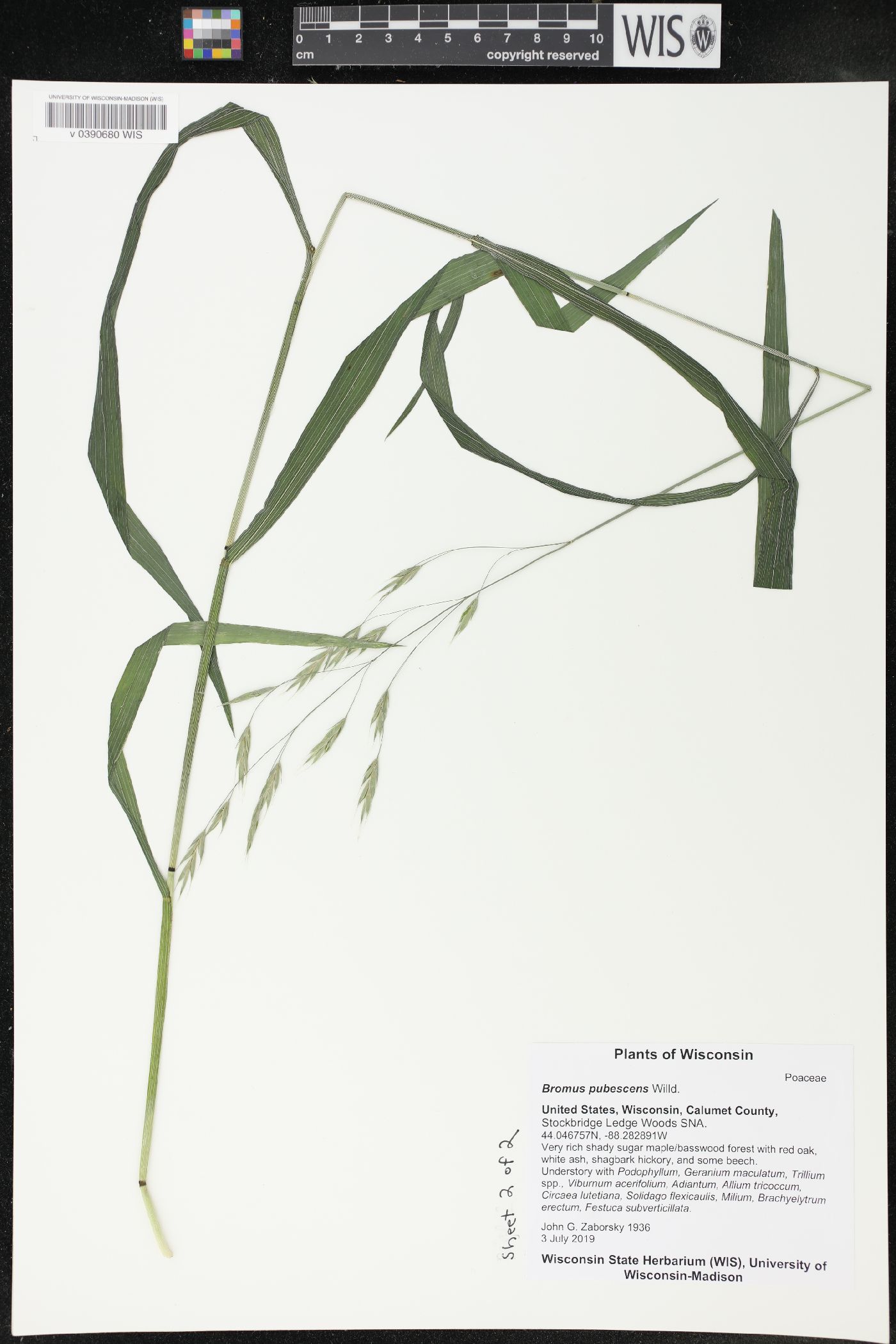 Bromus pubescens image