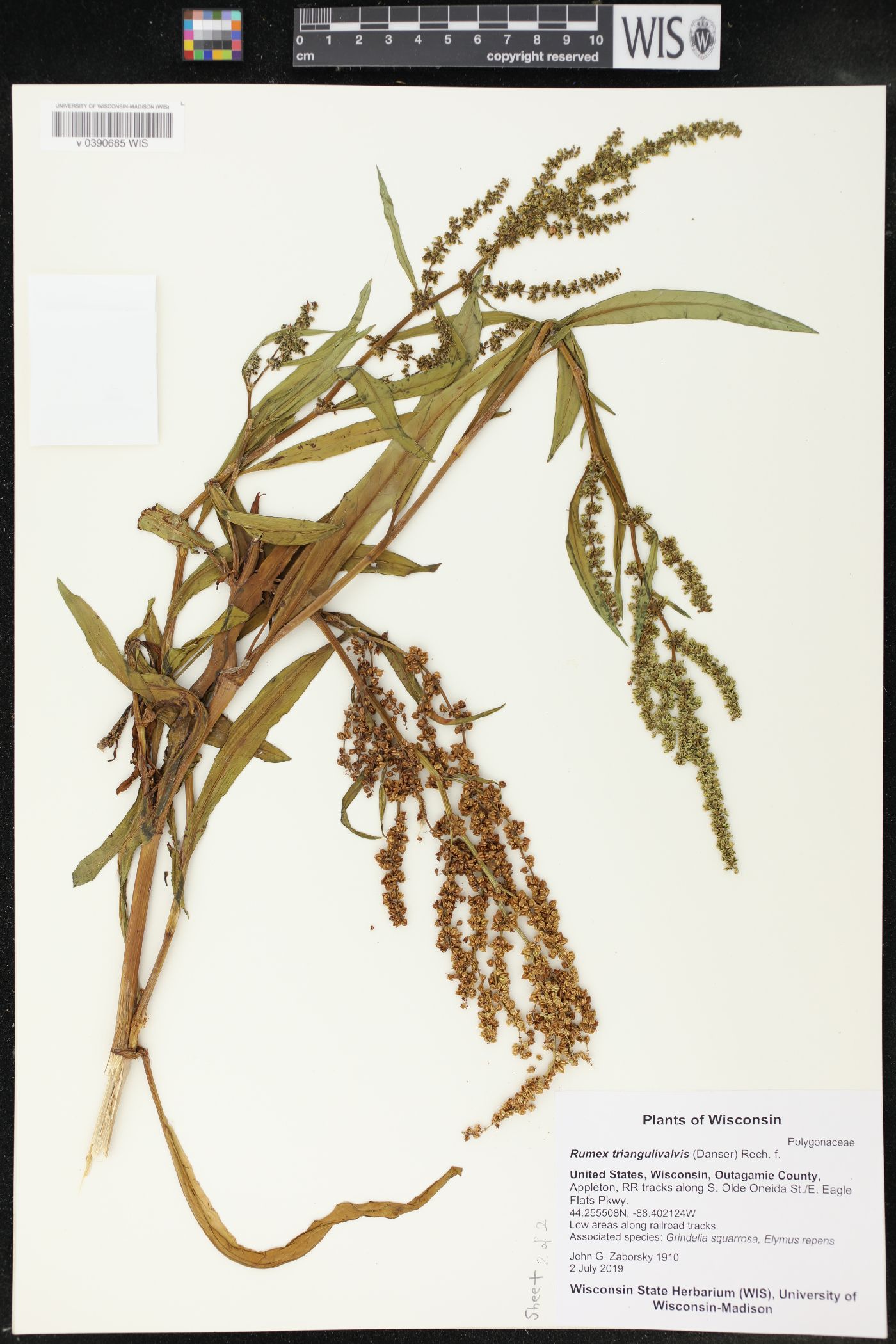 Rumex triangulivalvis image