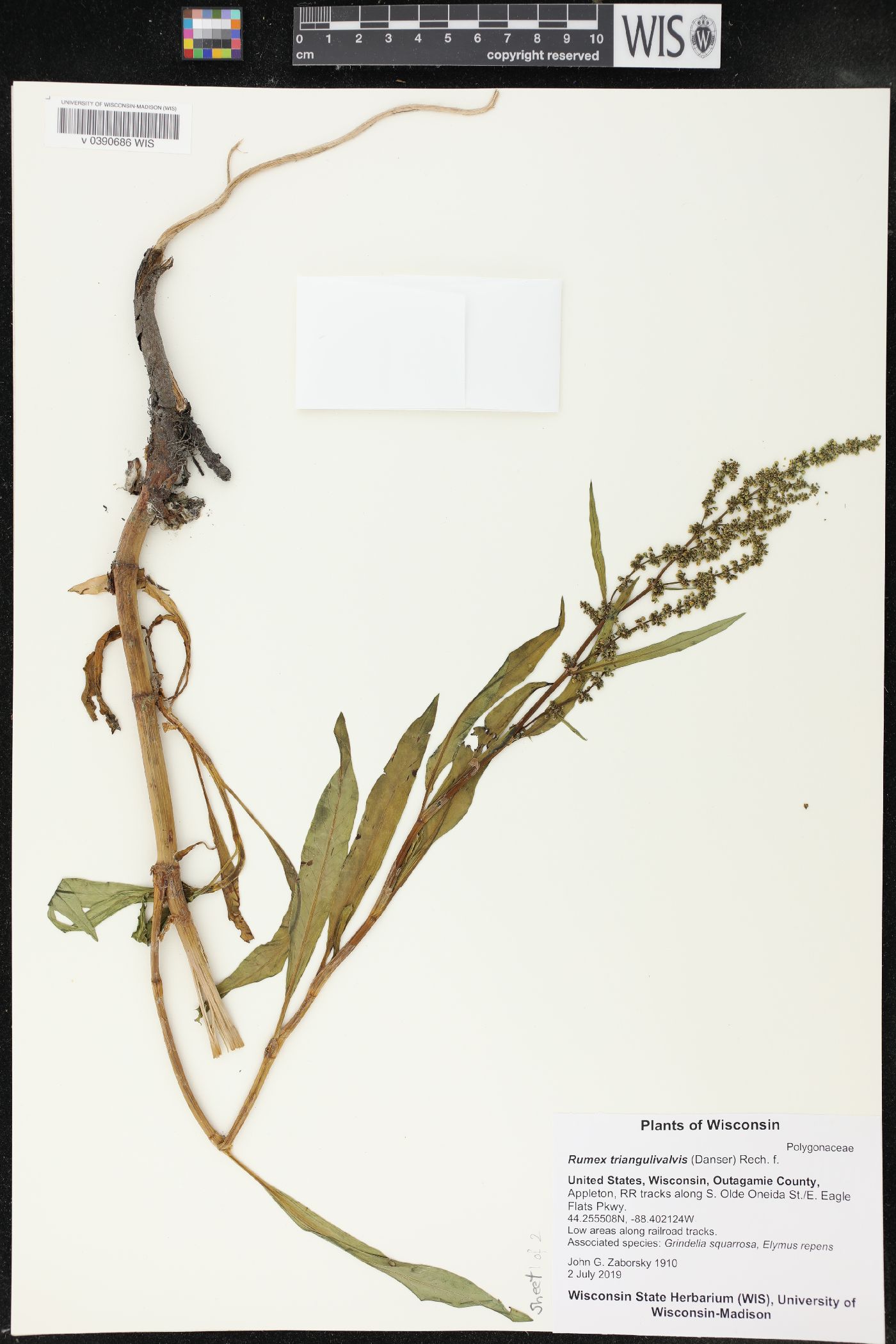 Rumex triangulivalvis image