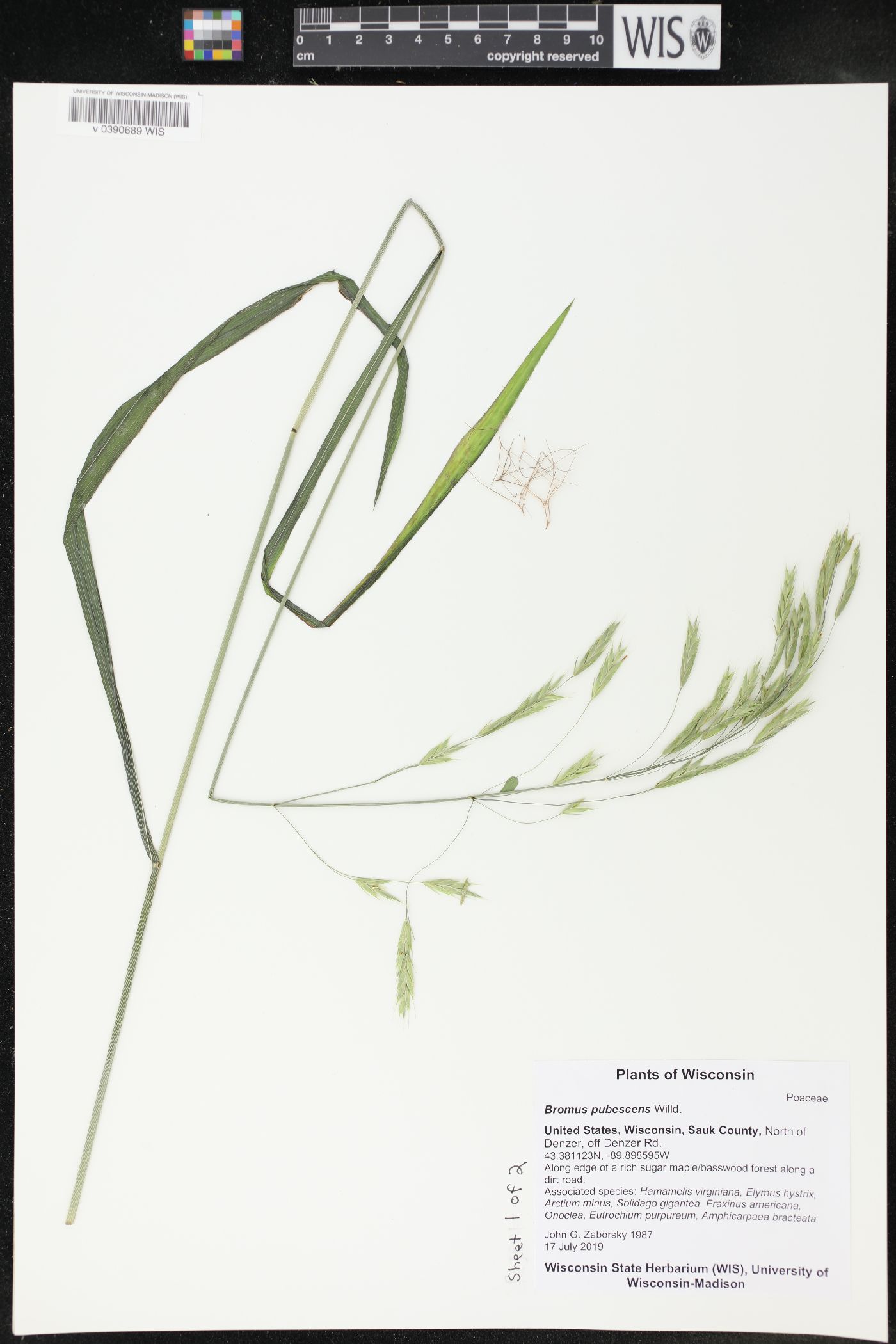 Bromus pubescens image