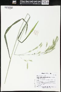Bromus pubescens image