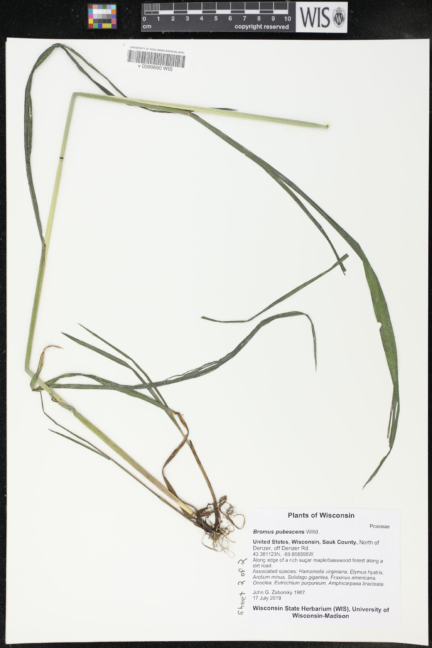 Bromus pubescens image