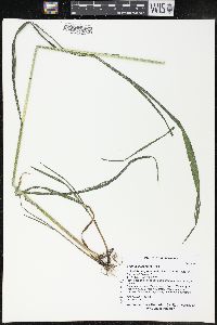 Bromus pubescens image