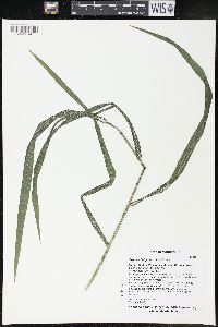 Bromus latiglumis image