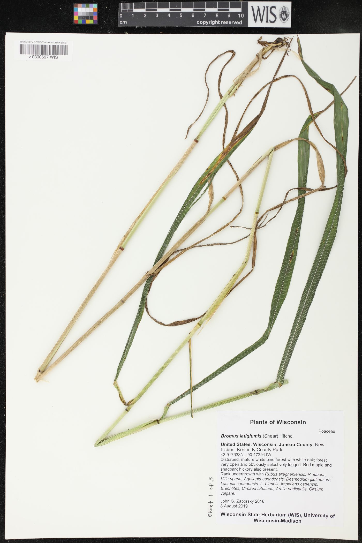 Bromus latiglumis image