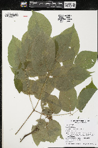 Aralia racemosa image