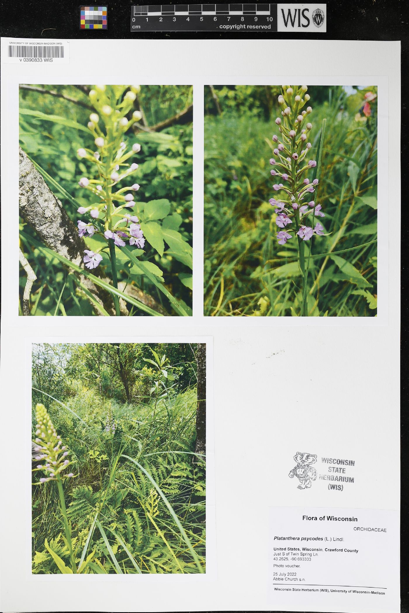 Platanthera psycodes image