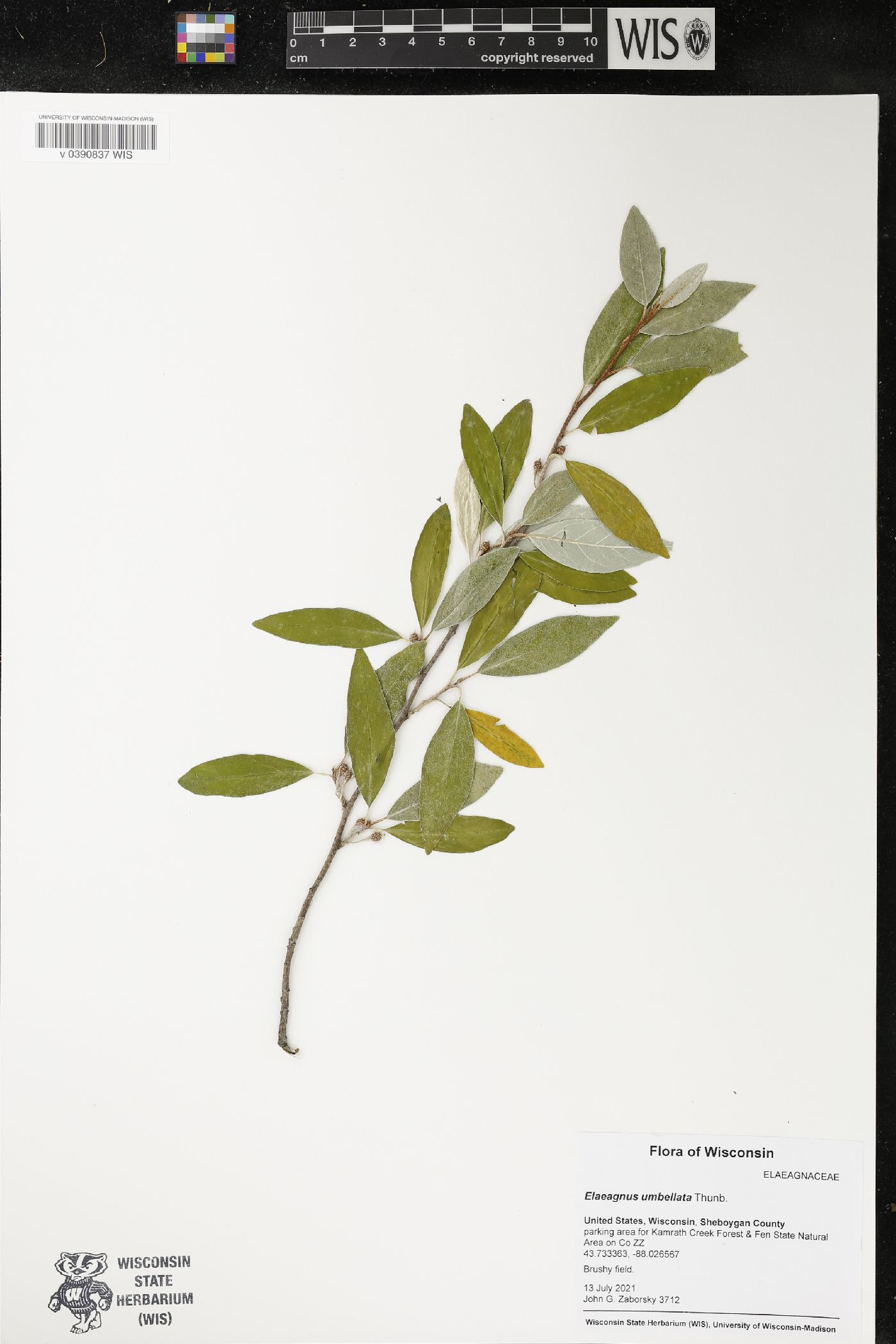Elaeagnus umbellata image