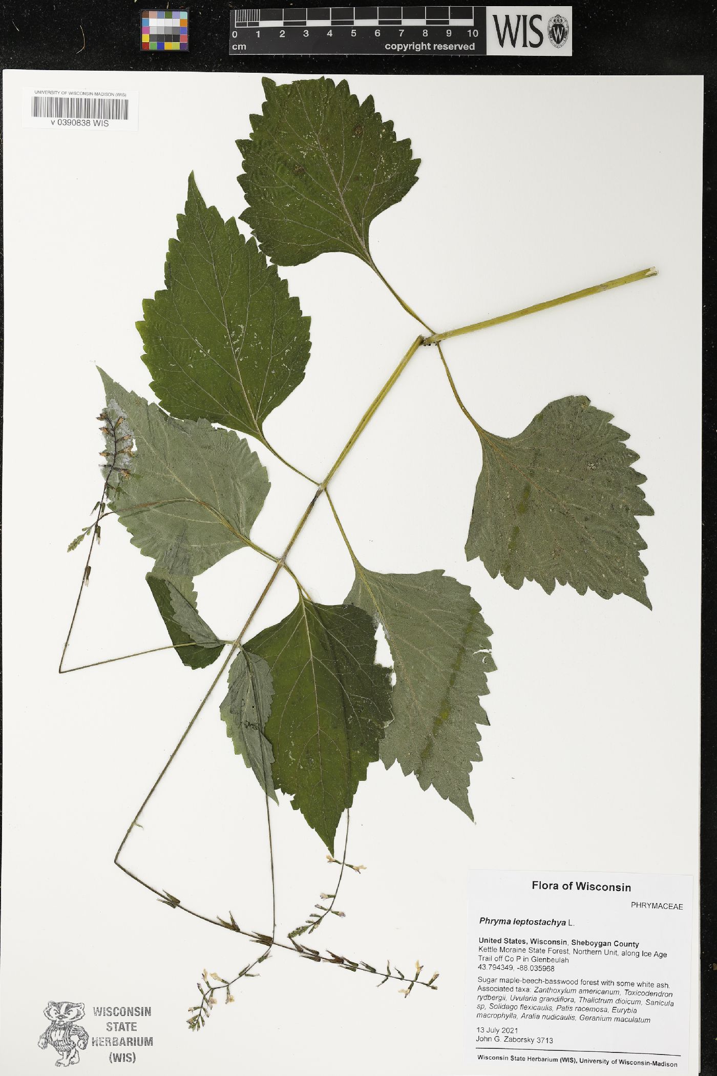 Phryma leptostachya image