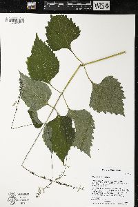 Phryma leptostachya image