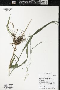 Bromus nottowayanus image