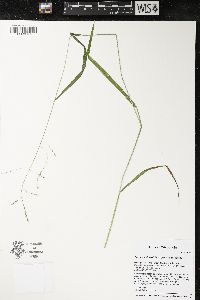 Festuca subverticillata image